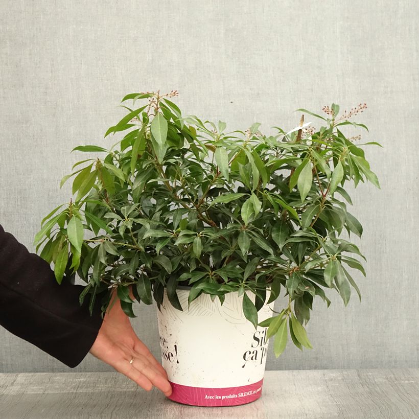 Example of Andromède du Japon - Pieris japonica Katsura Pot de 4L/5L as you get in automne
