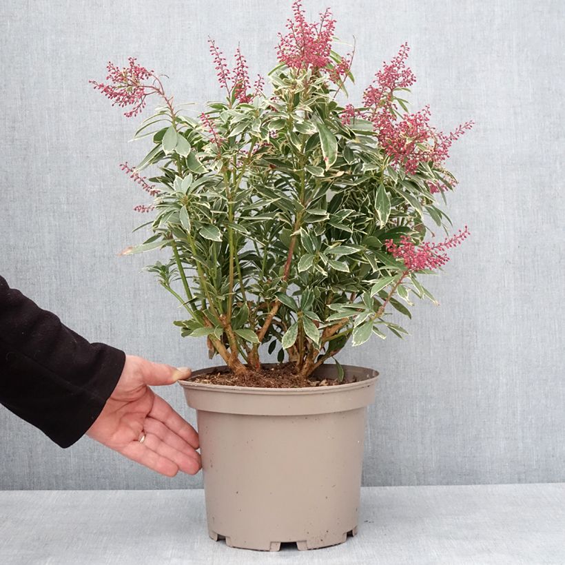 Example of Andromède du Japon - Pieris japonica Polar passion Pot de 2L/3L as you get in hiver