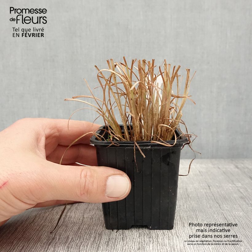 Example of Andropogon ternarius - Barbon fendu Godet de 8/9 cm as you get in hiver
