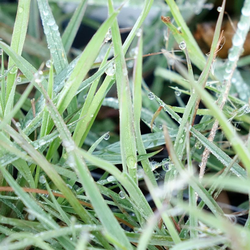 Andropogon ternarius - Barbon fendu (Foliage)