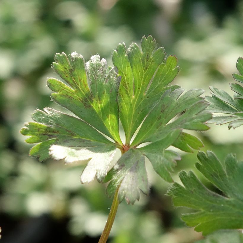 Anemone blanda White Splendour (Foliage)