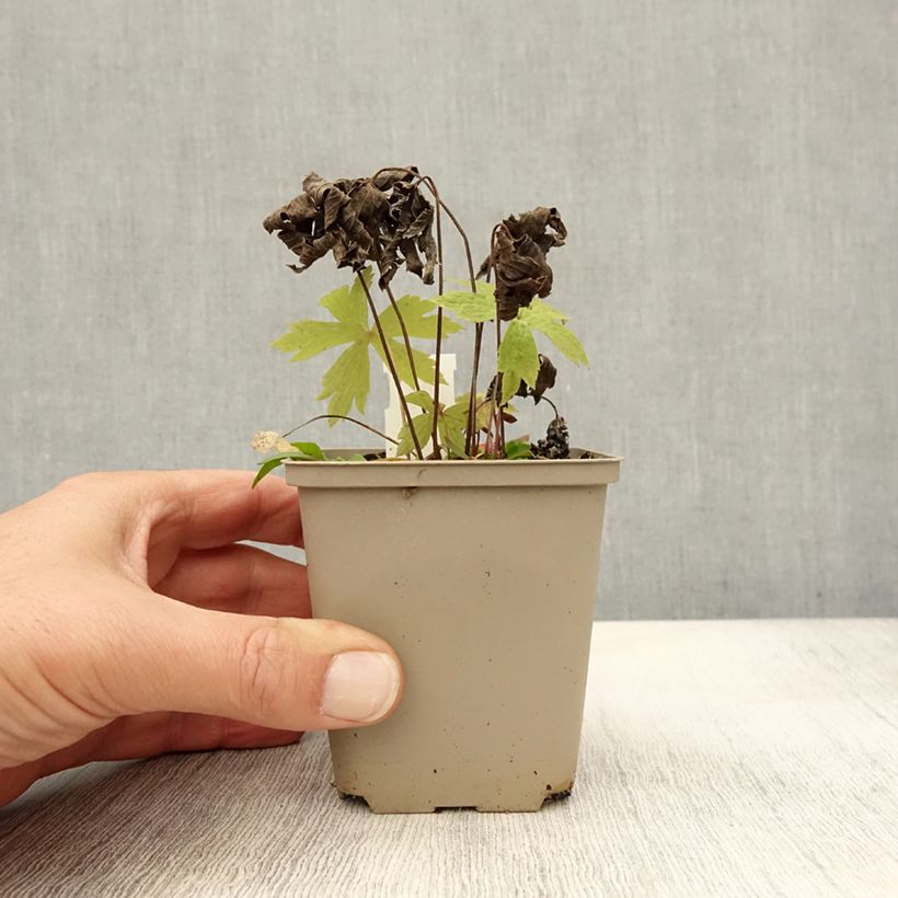 Example of Anémone du Canada - Anemone canadensis Godet de 8/9 cm as you get in automne
