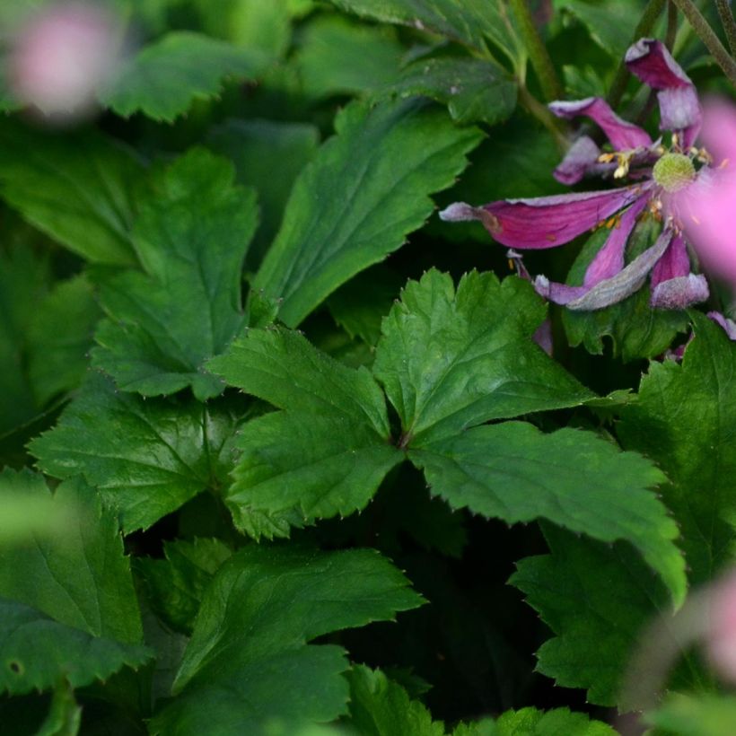 Anémone du Japon Bressingham Glow - Anemone (x) hybrida (Foliage)