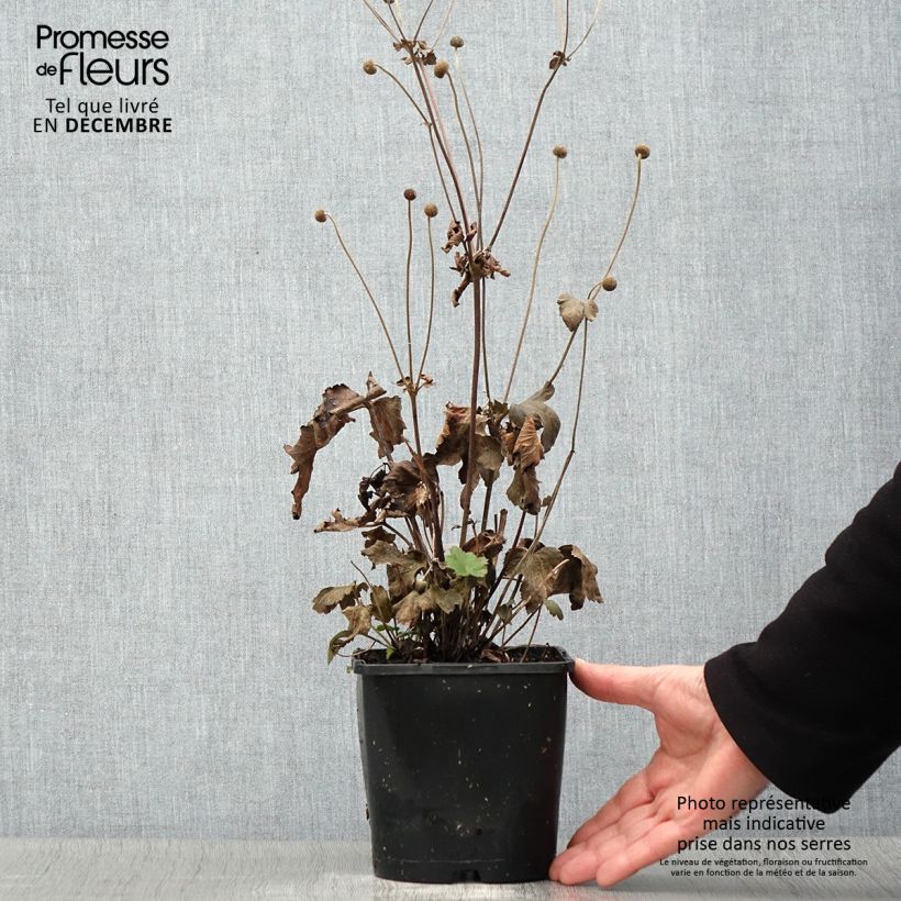 Example of Anémone du Japon Fantasy Ariel Pot de 2L/3L as you get in automne