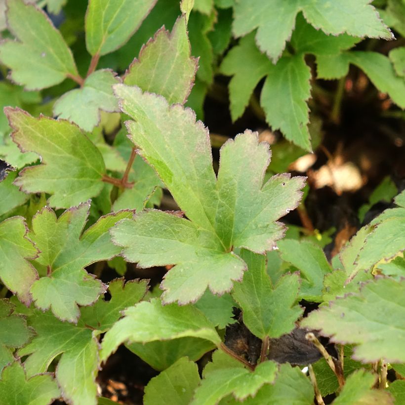 Anemone du Japon Fantasy Red Riding Hood (Foliage)