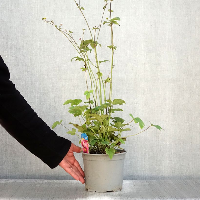 Example of Anémone du Japon Pamina - Anemone hupehensis var. japonica Pot de 3L/4L as you get in automne