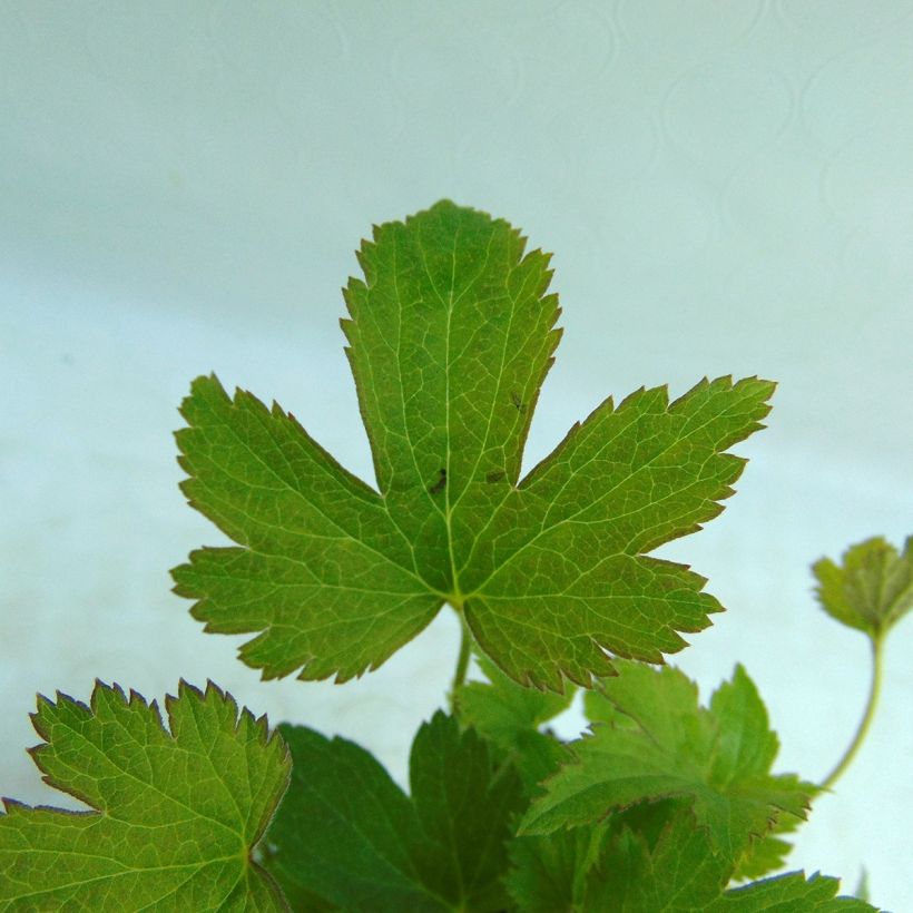 Anémone hybride Snow Angels (Foliage)