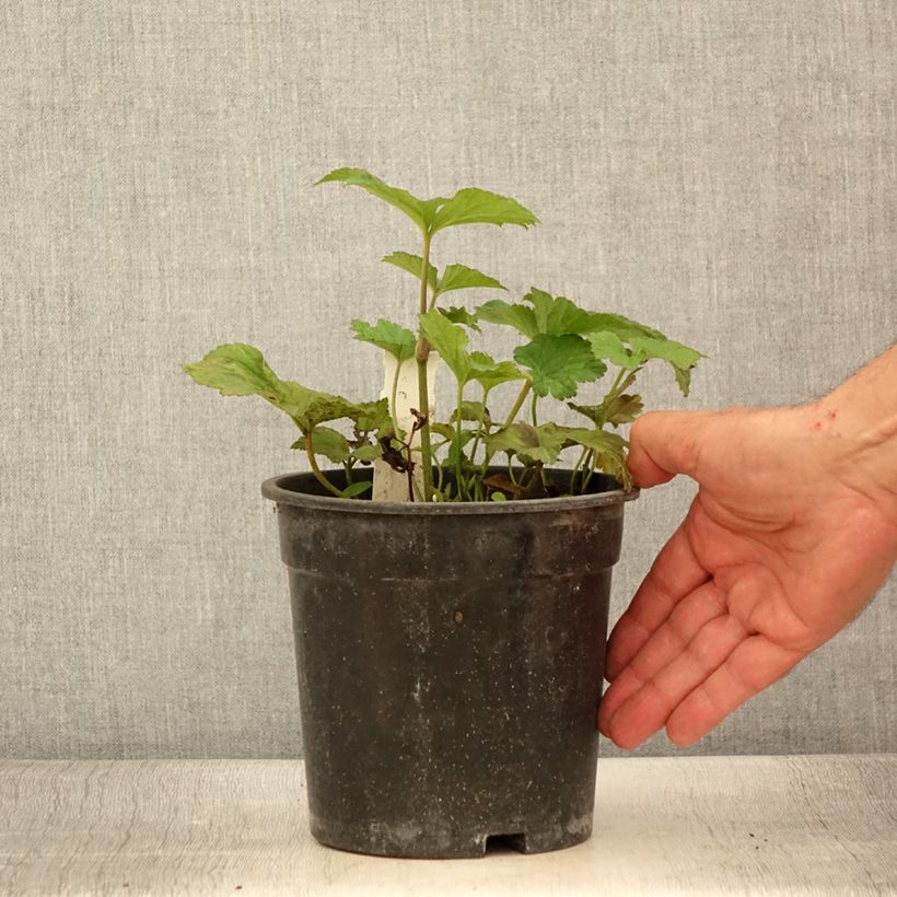 Example of Anémone japonaise Andrea Atkinson - Anemone (x) hybrida Pot de 2L/3L as you get in ete
