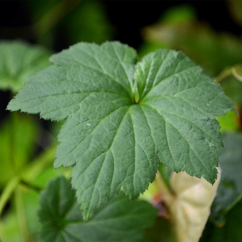 Anémone japonaise September Charm - Anemone hupehensis (Foliage)