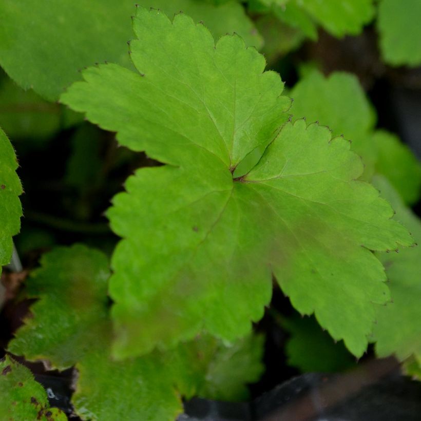 Anémone japonaise Mont Rose (Foliage)