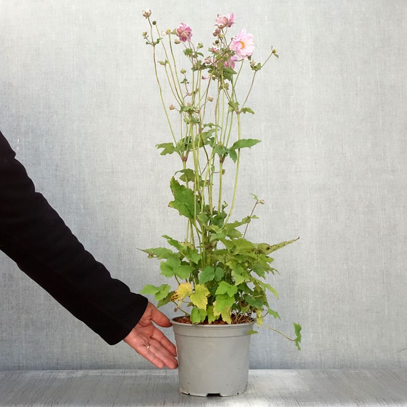 Example of Anémone japonaise Mont Rose Pot de 3L/4L as you get in automne