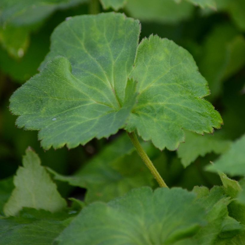 Anémone japonaise Reine Charlotte (Foliage)