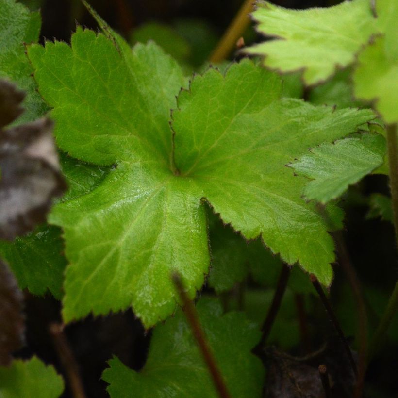 Anémone japonaise Rosenschale (Foliage)
