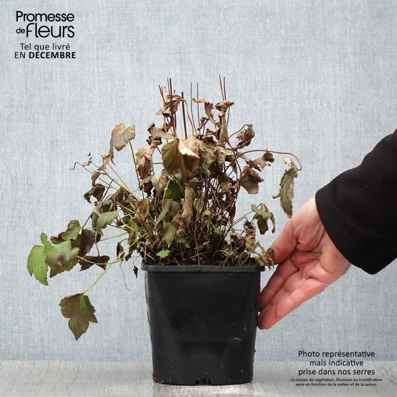 Example of Anémone japonaise Splendens - Anemone hupehensis var.japonica Pot de 2L/3L as you get in automne