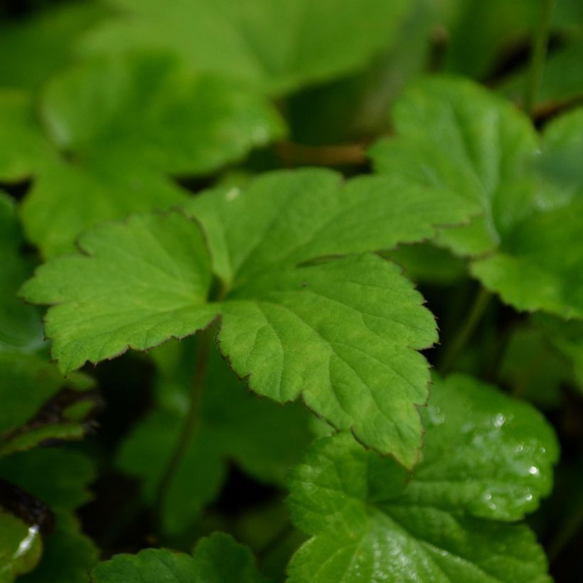 Anémone japonaise Serenade (Foliage)