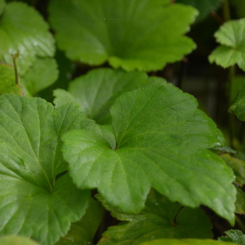 Anémone japonaise Whirlwind (Foliage)
