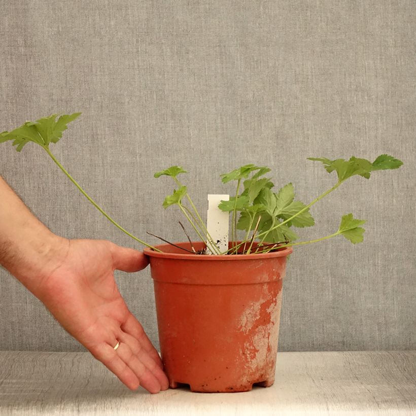 Example of Anemone leveillei Pot de 2L/3L as you get in ete