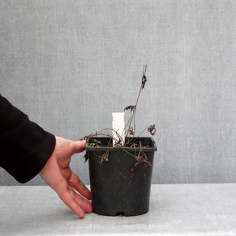 Example of Anemone multifida Rubra - Anémone multifide Pot de 2L/3L as you get in hiver