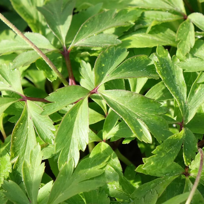 Anemone nemorosa Blue Eyes - Anémone des bois (Foliage)