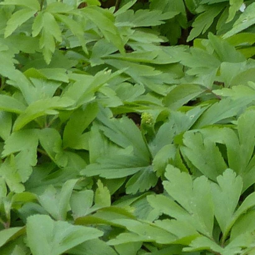 Anemone nemorosa Lychette - Anémone des bois (Foliage)