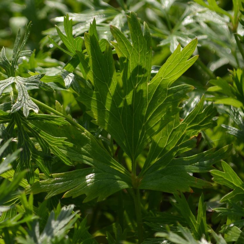 Pulsatilla vulgaris Rubra (Röde Klokke) - Anémone pulsatille (Foliage)