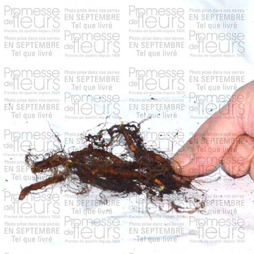 Example of Anemone ranunculoides - Anémone fausse renoncule Bulbe size I as you get