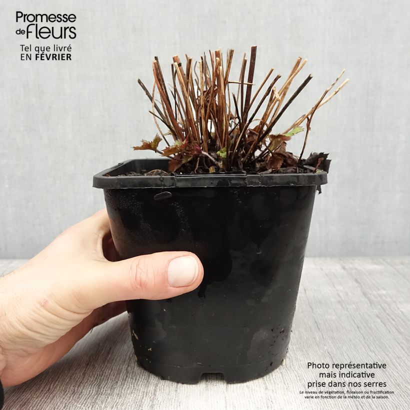 Example of Anemone Ruffled Swan - Anémone japonaise Pot de 2L/3L as you get in hiver