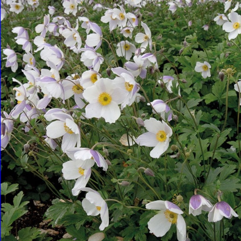 Anémone japonaise Wild Swan (Plant habit)