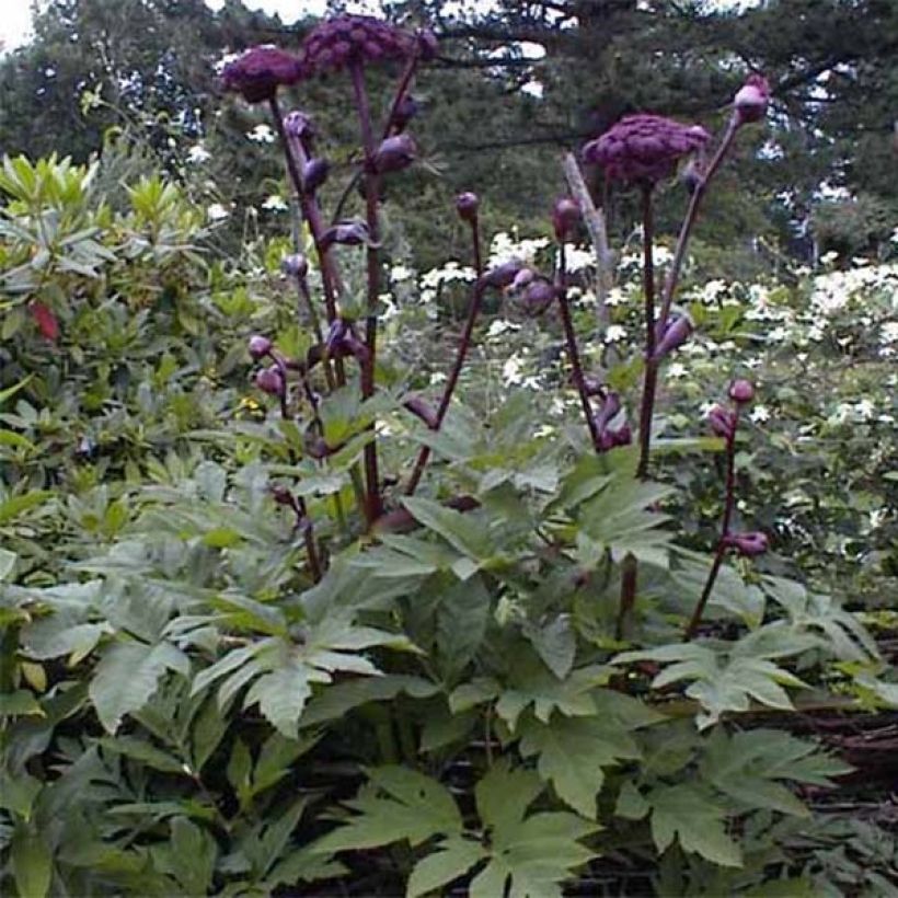 Angelica gigas - Angélique rouge (Foliage)