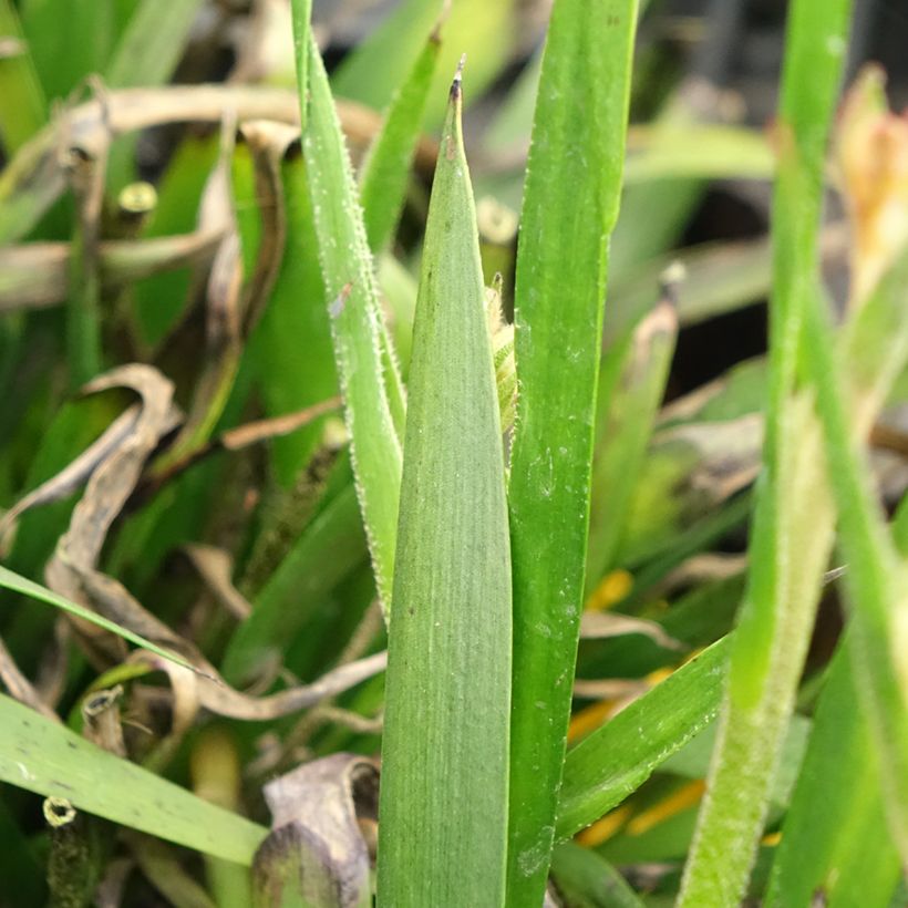 Anigozanthos Bush Bonanza (Foliage)