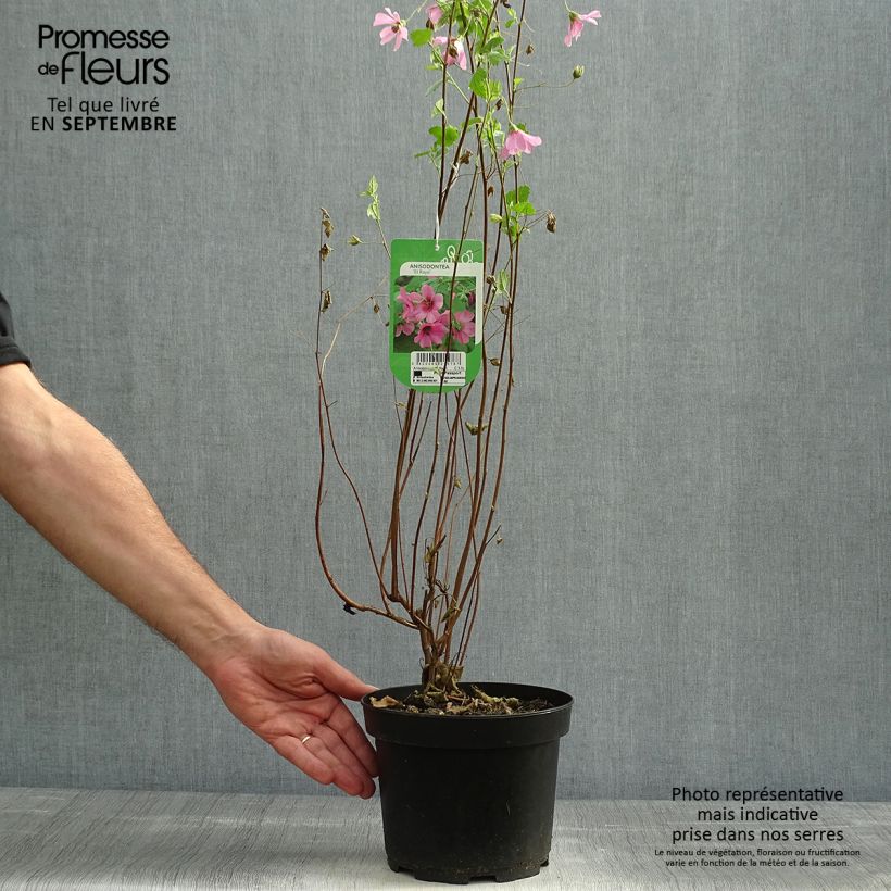 Example of Anisodontea capensis El Rayo - Mauve arbustive du Cap Pot de 1,5L/2L as you get in automne