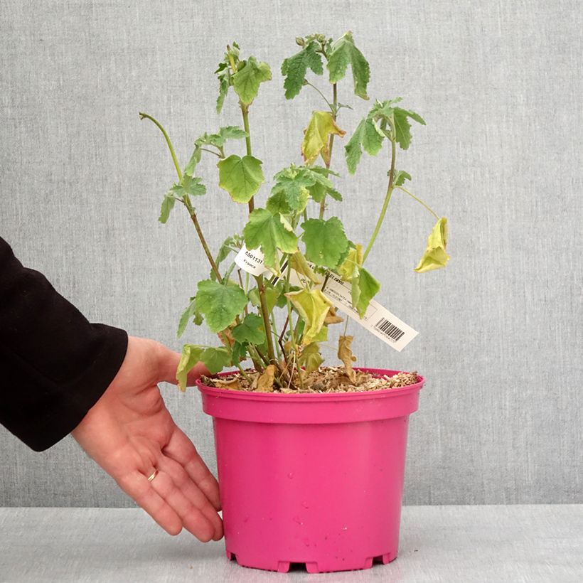 Example of Anisodontea capensis El Rayo - Mauve arbustive du Cap Pot de 3L/4L as you get in hiver