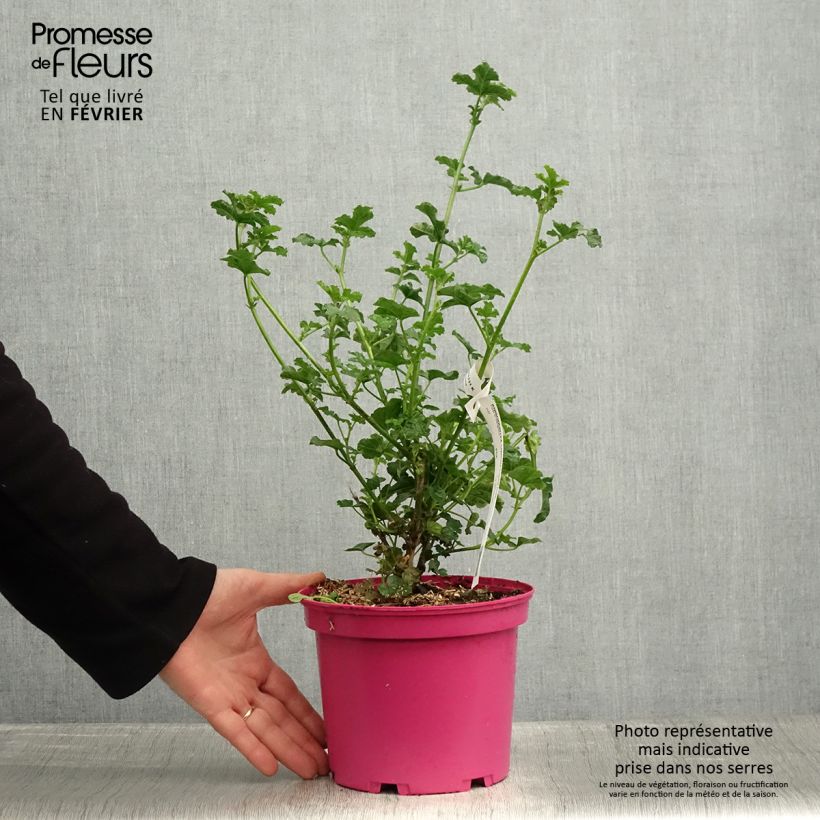 Example of Anisodontea Cristal rose - Mauve arbustive du Cap Pot de 3L/4L as you get in hiver