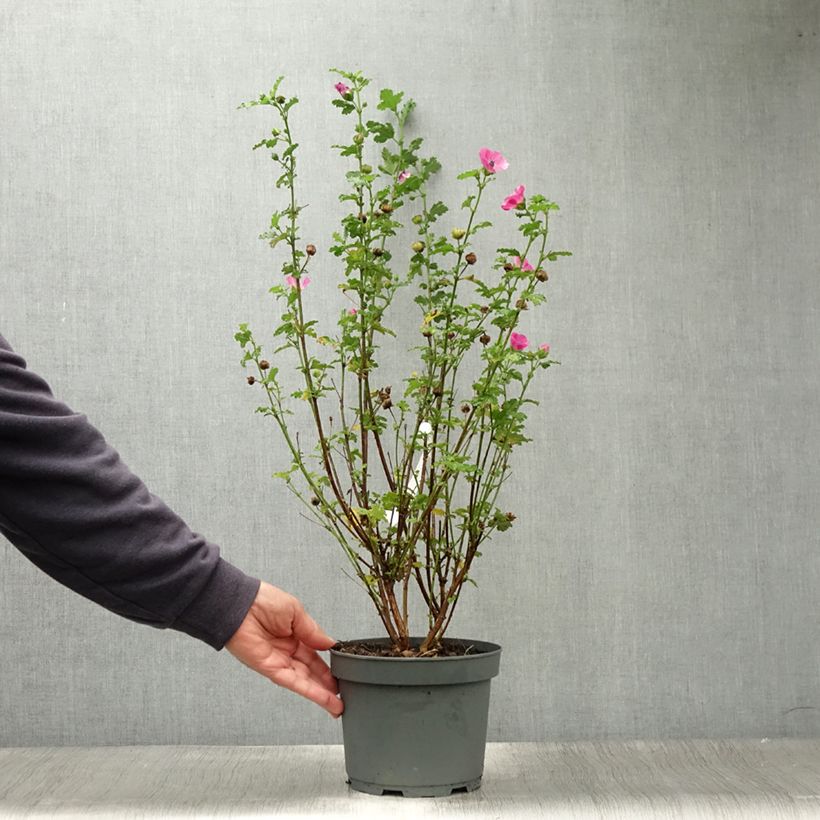 Example of Anisodontea scabrosa Large Red - Mauve du Cap Pot de 3L/4L as you get in ete
