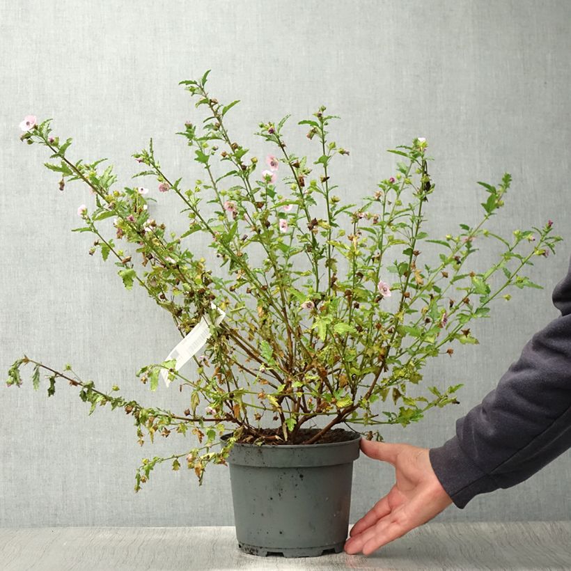 Example of Anisodontea scabrosa Miss Pinky - Mauve du Cap Pot de 3L/4L as you get in ete