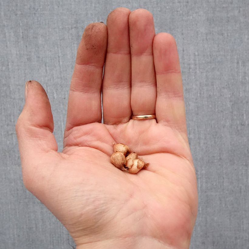 Example of Anomatheca laxa - Freesia ou Lapeirousia Bulbe size I as you get in printemps