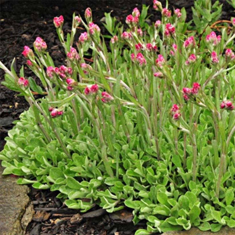 Antennaria dioica Rubra - Antennaire dioïque (Plant habit)