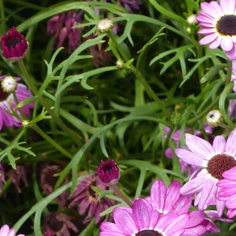 Anthémis Grandaisy Pink Tourmaline (Foliage)