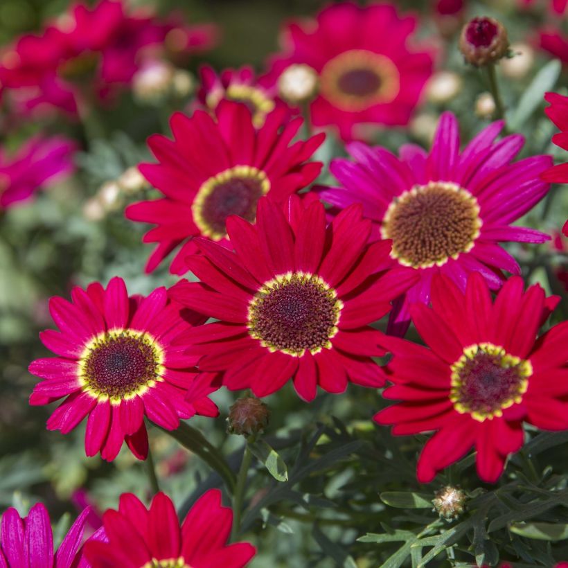 Anthémis Grandaisy Ruby (Flowering)