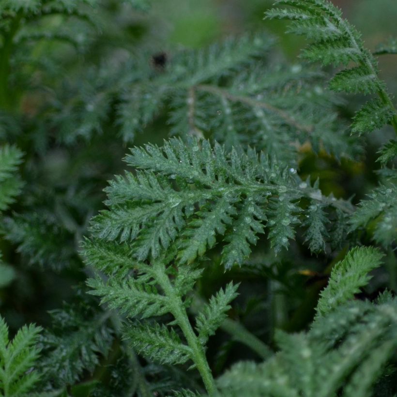Anthemis tinctoria Sauce Hollandaise - Fausse Camomille (Foliage)