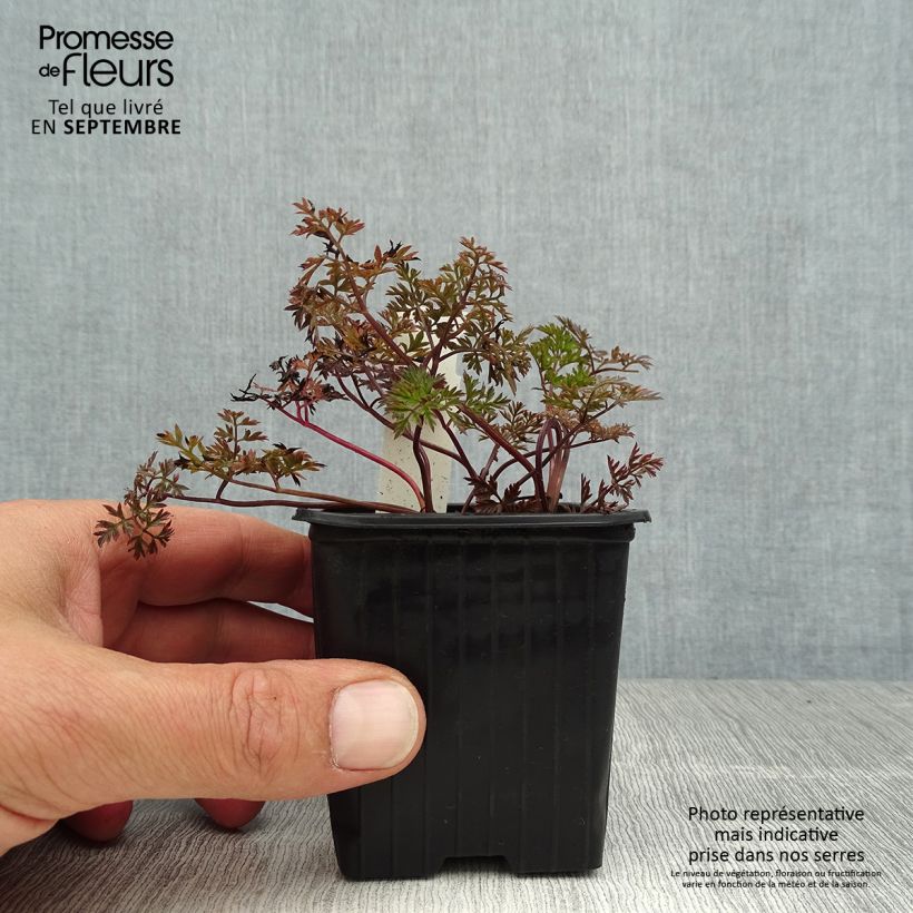 Example of Anthriscus sylvestris Ravenswing - Cerfeuil sauvage Godet de 8/9 cm as you get in ete