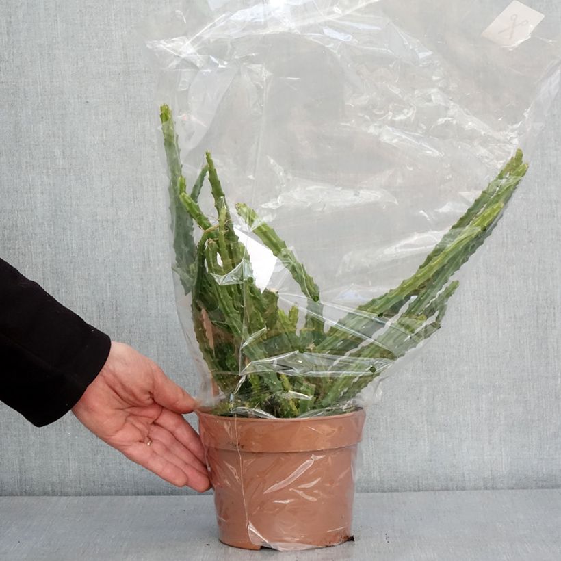 Example of Aporophyllum malisonii - Cactus Queue de Rat Pot de 2L/3L as you get in hiver