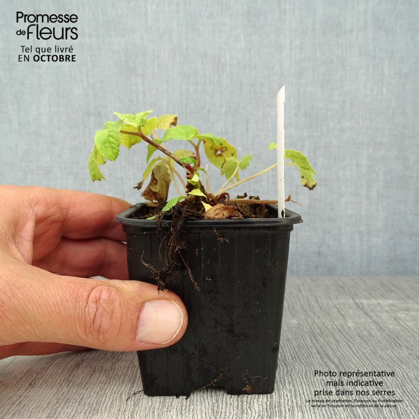 Example of Aralia cordata Sun King - Aralie dorée Godet de 8/9 cm as you get in automne
