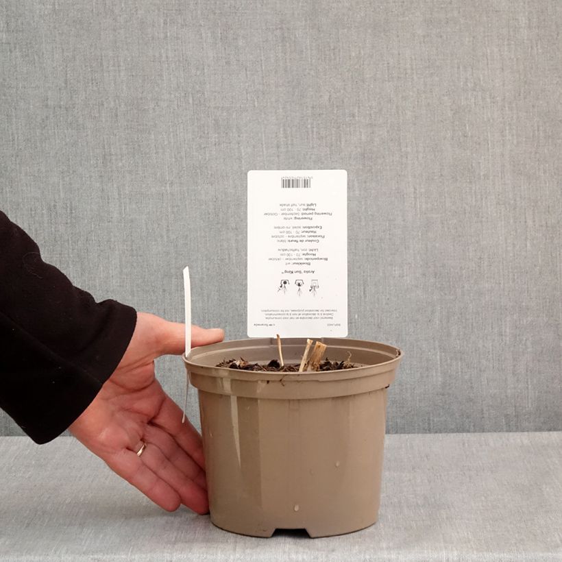 Example of Aralia cordata Sun King - Aralie dorée Pot de 2L/3L as you get in printemps