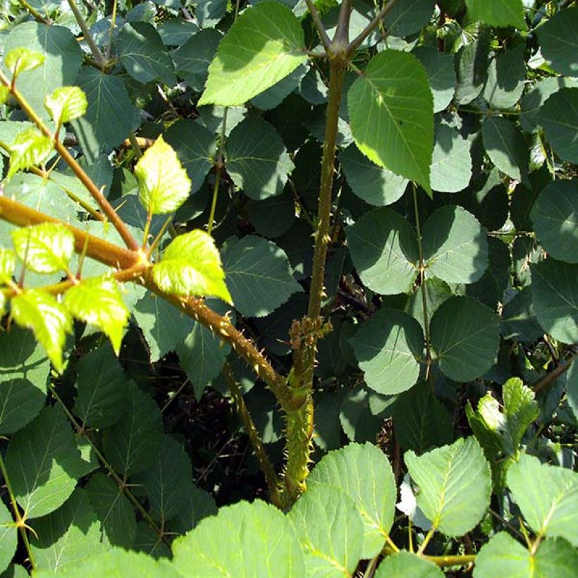 Aralia elata - Angélique en arbre du Japon (Foliage)