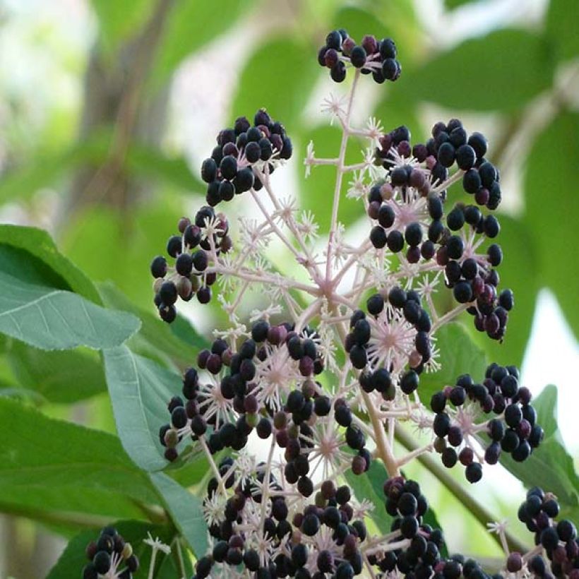 Aralia elata - Angélique en arbre du Japon (Harvest)
