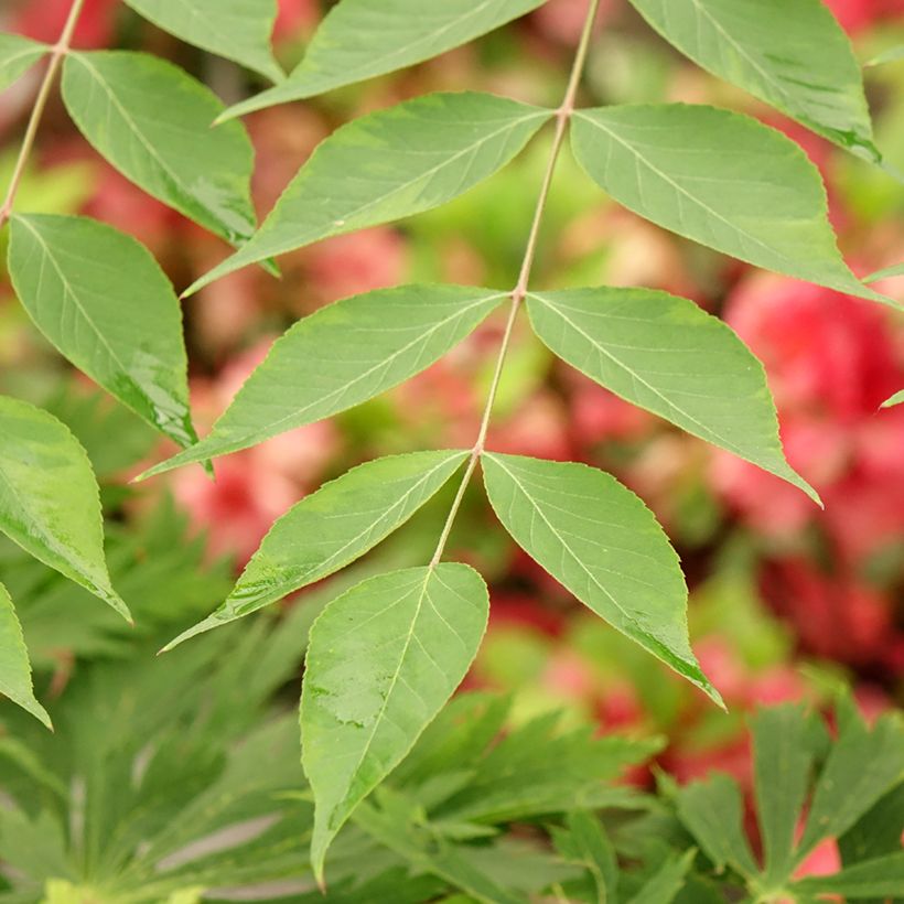 Aralia elata Golden Umbrella - Angélique en arbre (Foliage)