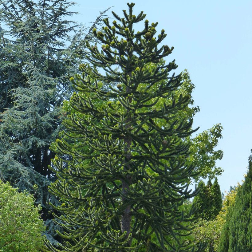 Araucaria araucana (imbricata) - Désespoir des singes (Plant habit)