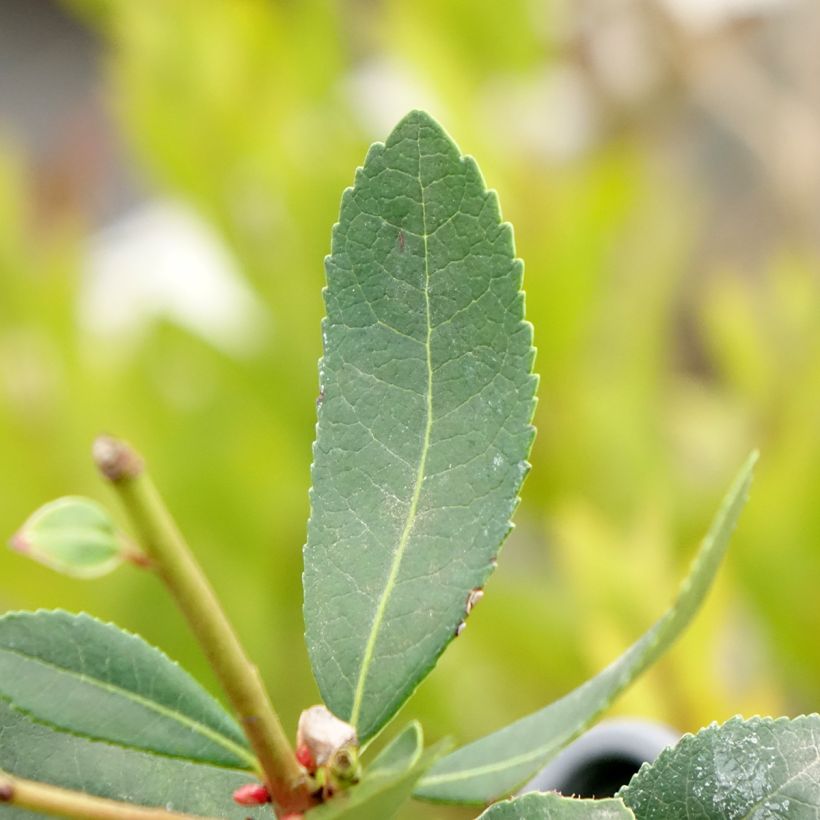 Arbousier Pink Giant 'Nevez' (Atlantic Rose) - Arbutus unedo (Foliage)