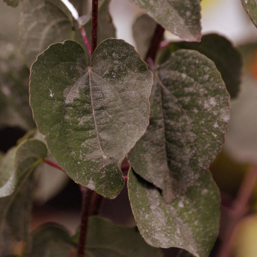 Arbre au caramel - Cercidiphyllum japonicum Rotfuchs (Foliage)
